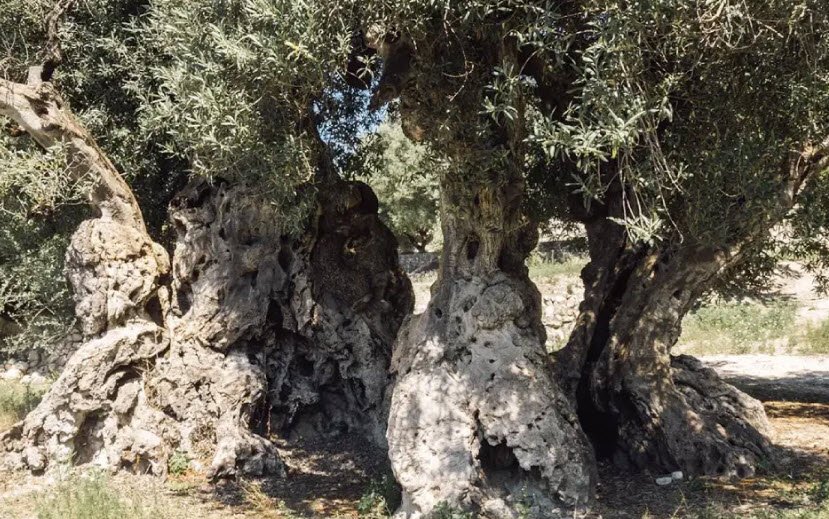 Castell de Seta o de la Costurera, Spain